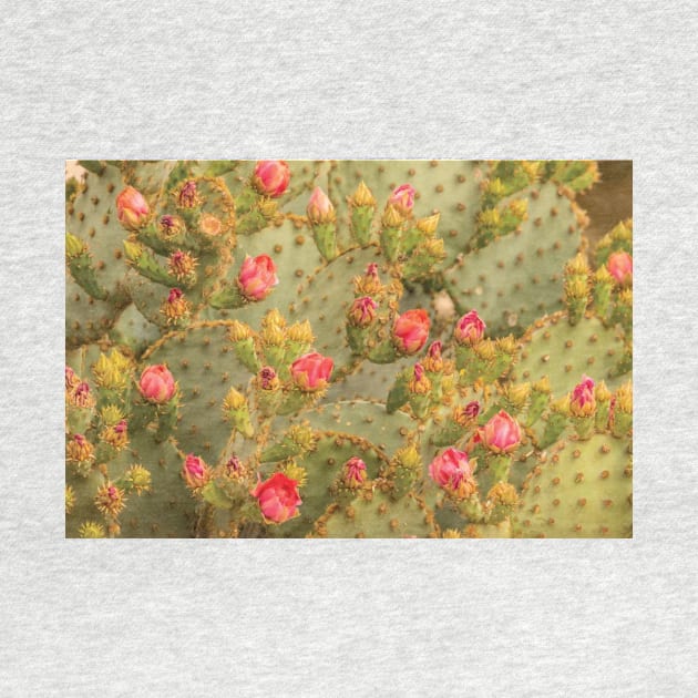 Sonoran Desert Prickly Pear Cactus Blossoms by TaivalkonAriel